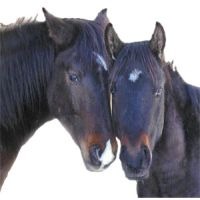 Calul și prietenia