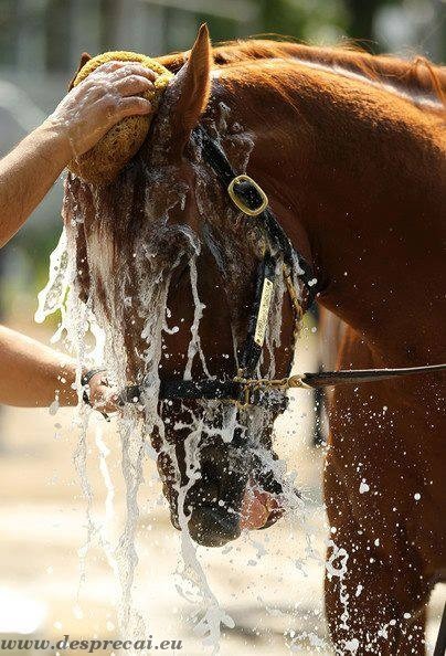 Dușul sau spălarea calului_01