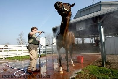 Dușul sau spălarea calului_03