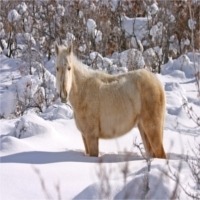 Îngrijirea cailor pe timp de iarna - Alimentație 