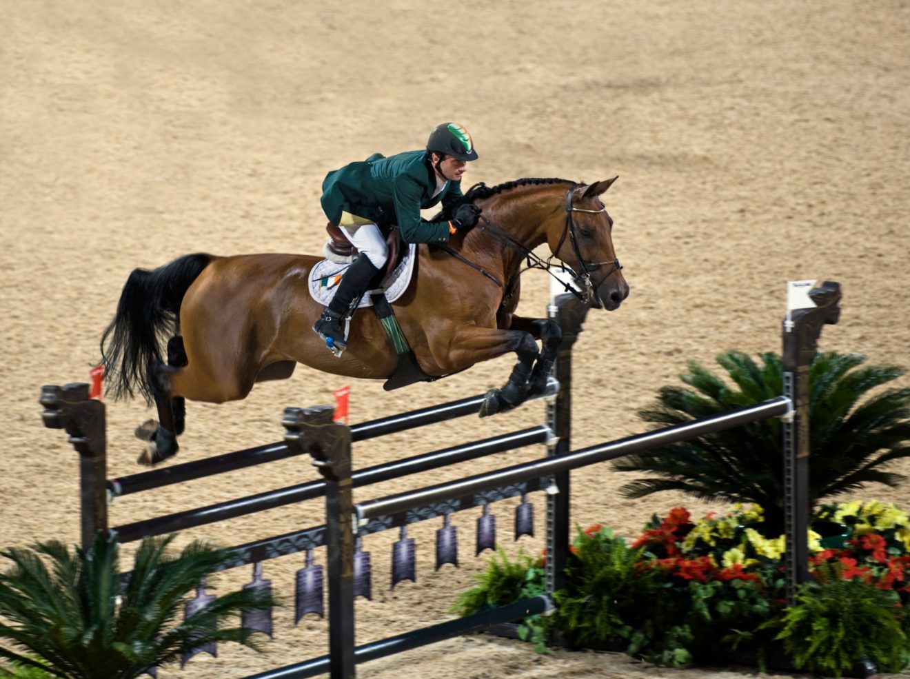 Hanoverian Născut campion!
