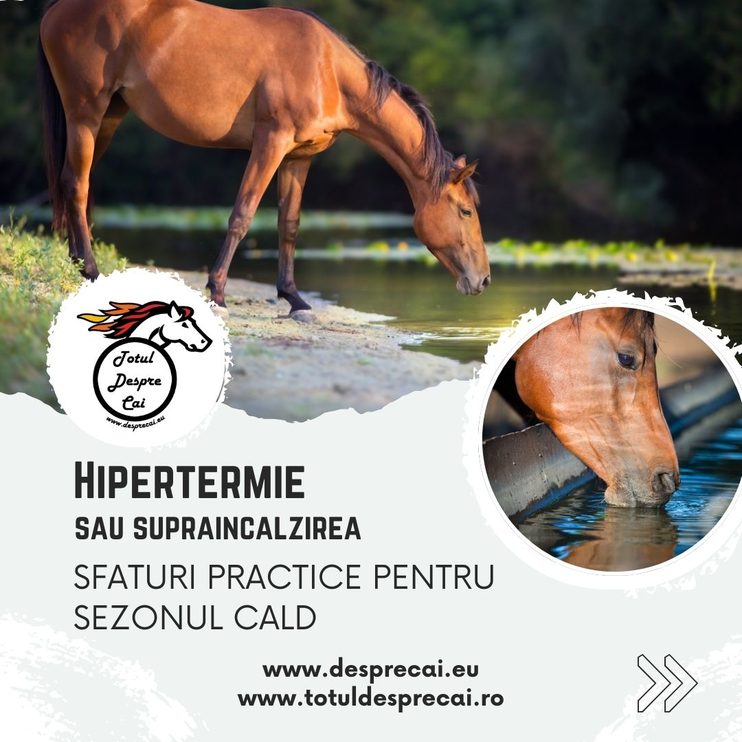 Hipertermie