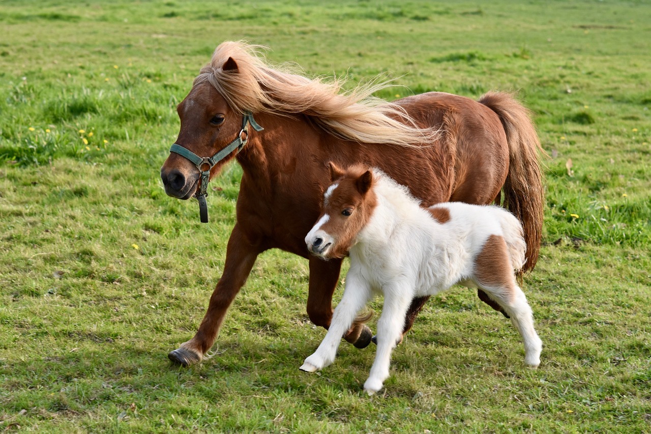 foal, shetland pony, shetland pony jarod-4093986.jpg