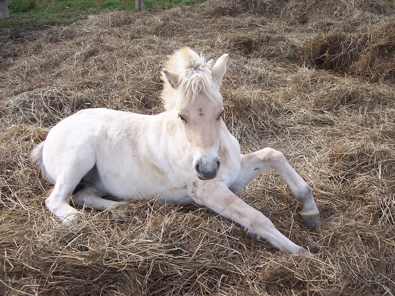 horse, filly, norwegian fjord horse-97335.jpg