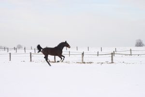 horse, gallop, run-426407.jpg