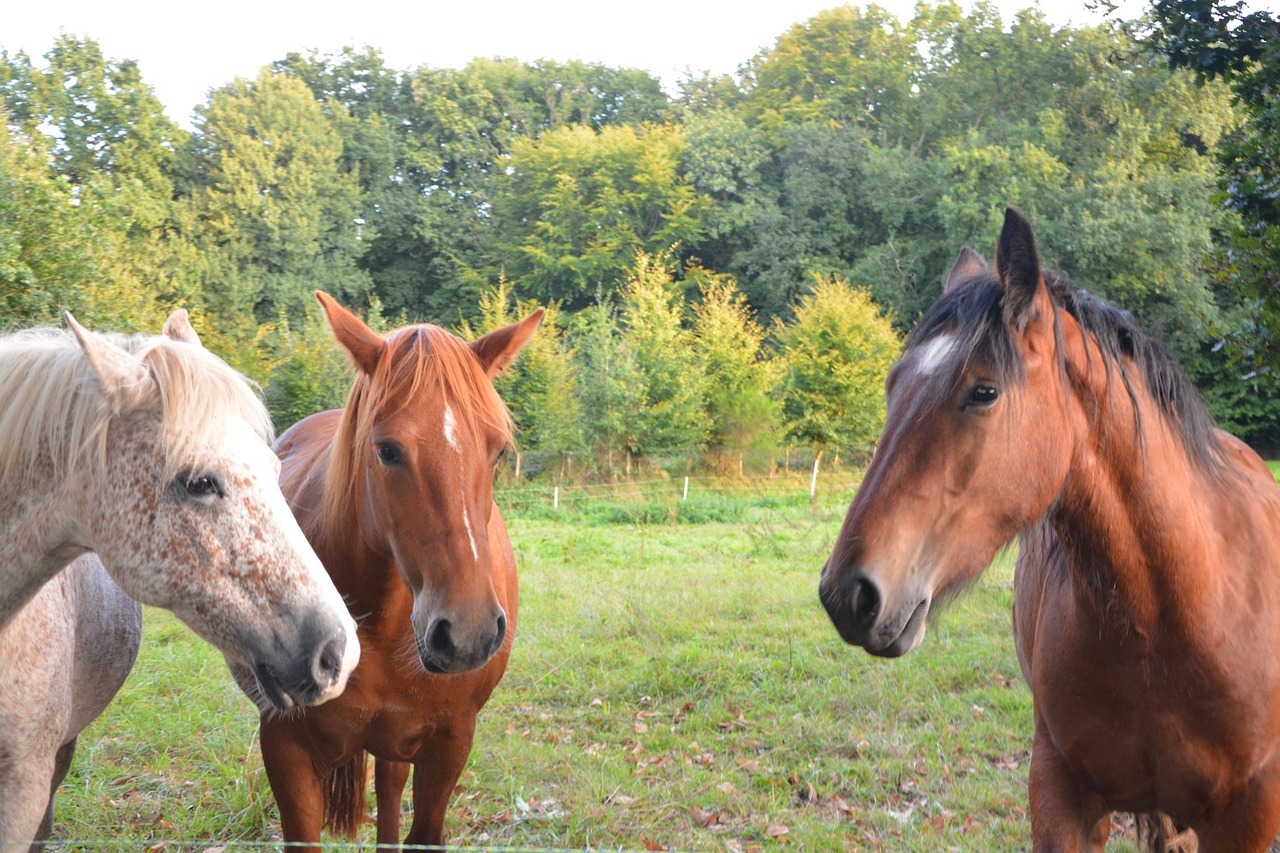 horses, prairie, ruminant herbivore-2763712.jpg
