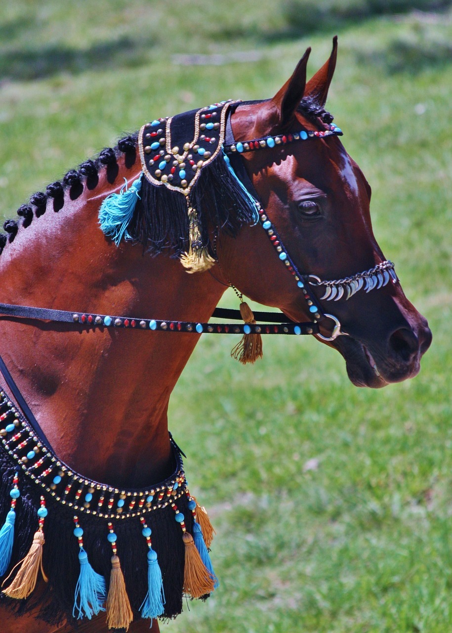 arabian, arabian horses, horses-2548238.jpg