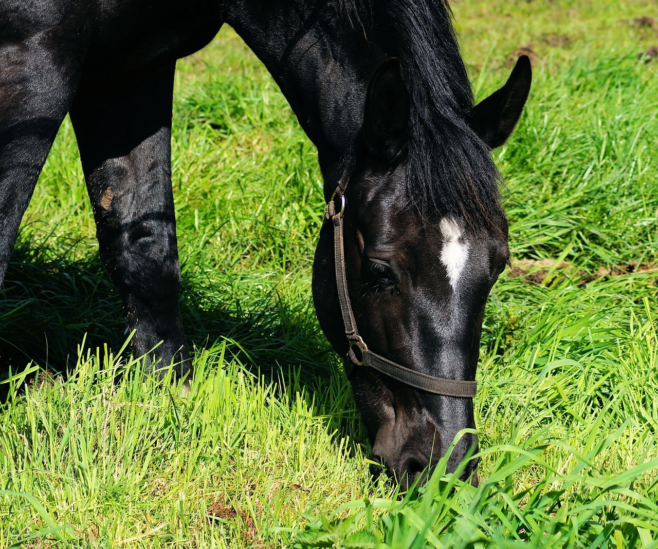 horse, equus, horse head-337201.jpg