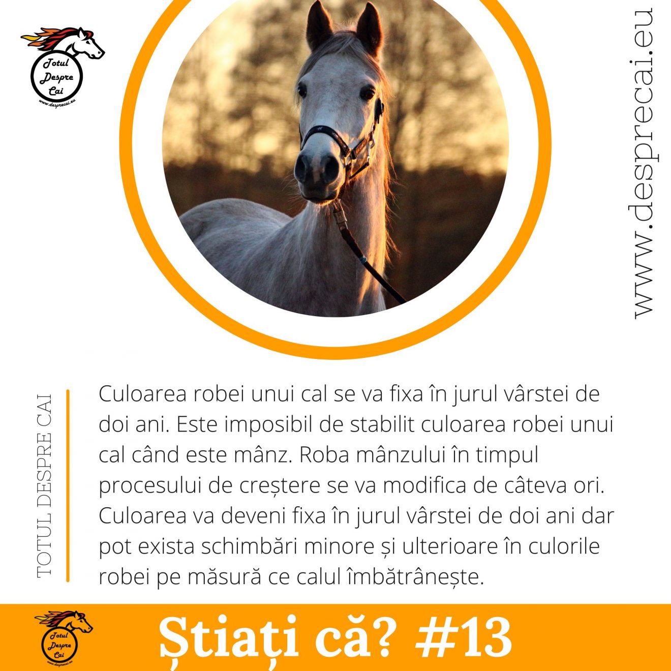 Culoarea robei unui cal se va fixa în jurul vârstei de doi ani.