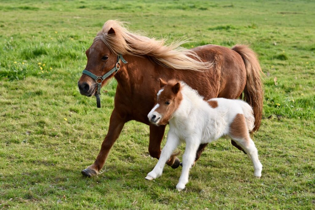 foal, shetland pony, shetland pony jarod