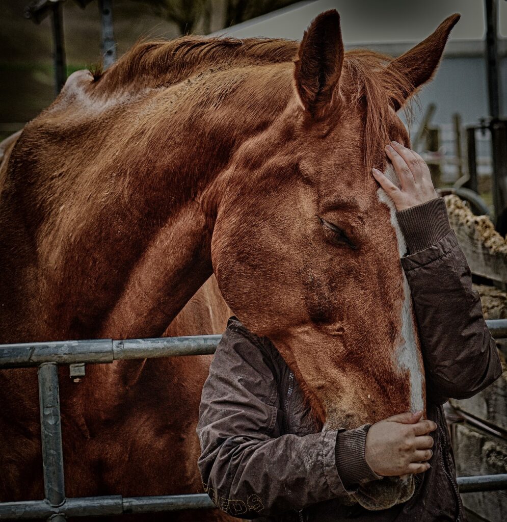 love for animals, friendship, horse love