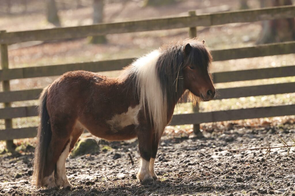 Pony in the Pen