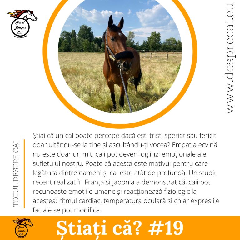 Caii pot înțelege emoțiile umane