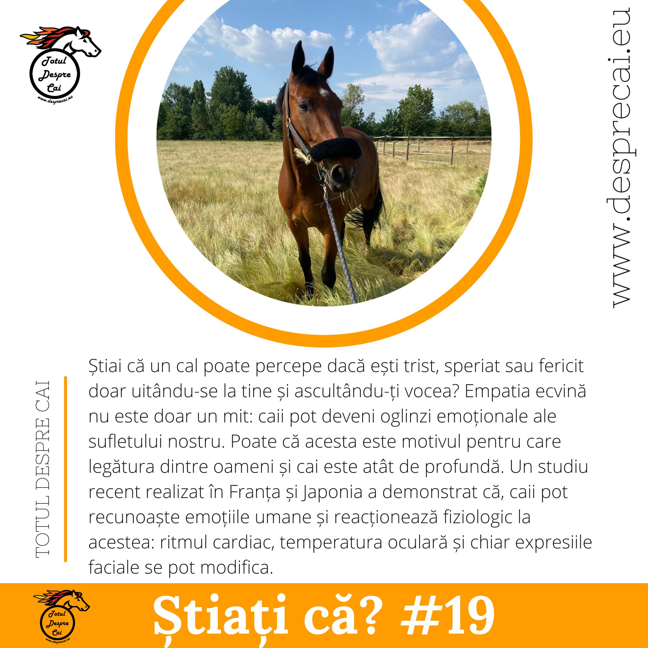 Caii pot înțelege emoțiile umane