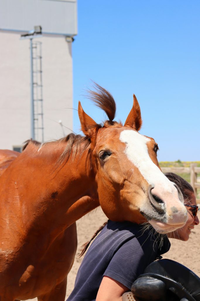 Amusing moment of a horse lovingly interacting with a person under a clear blue sky.