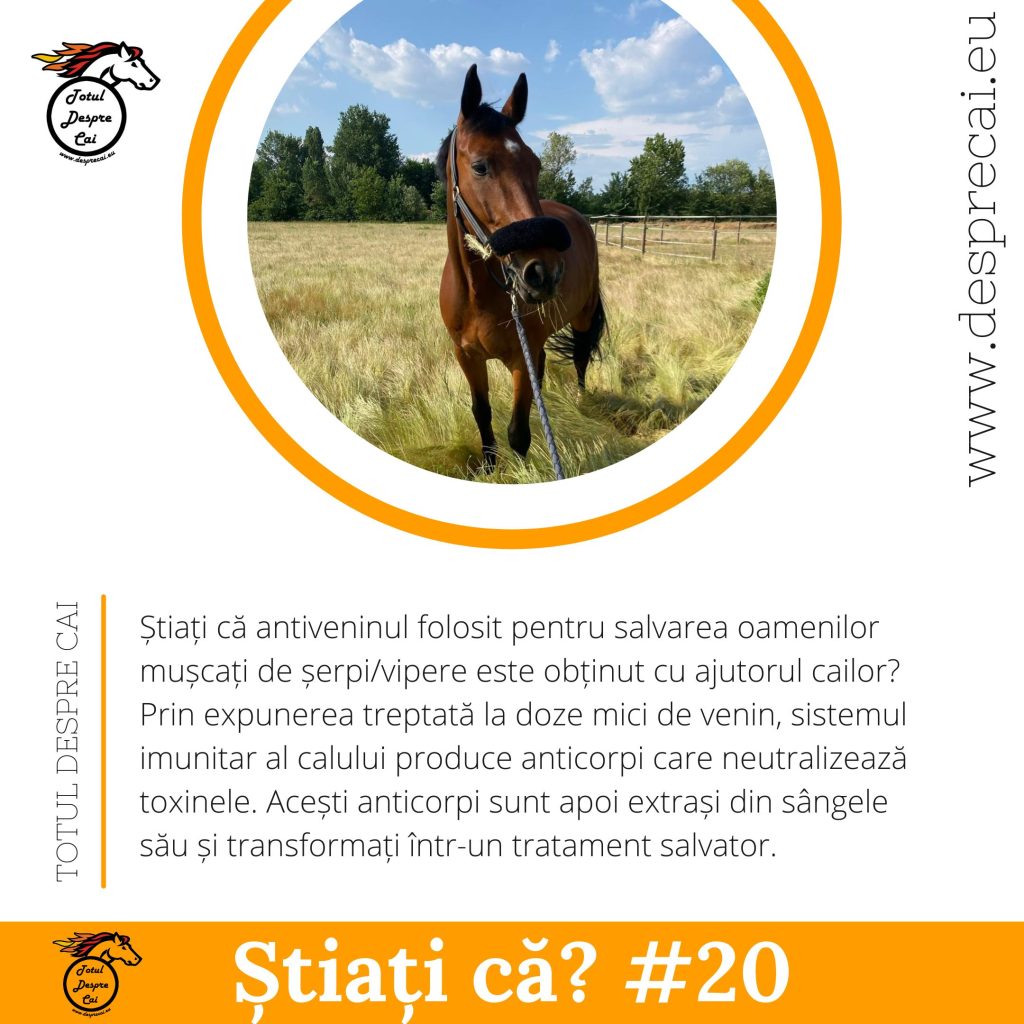 antivenin