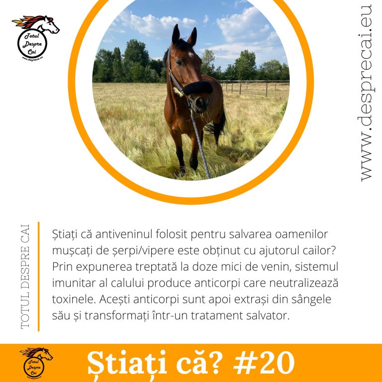 antivenin