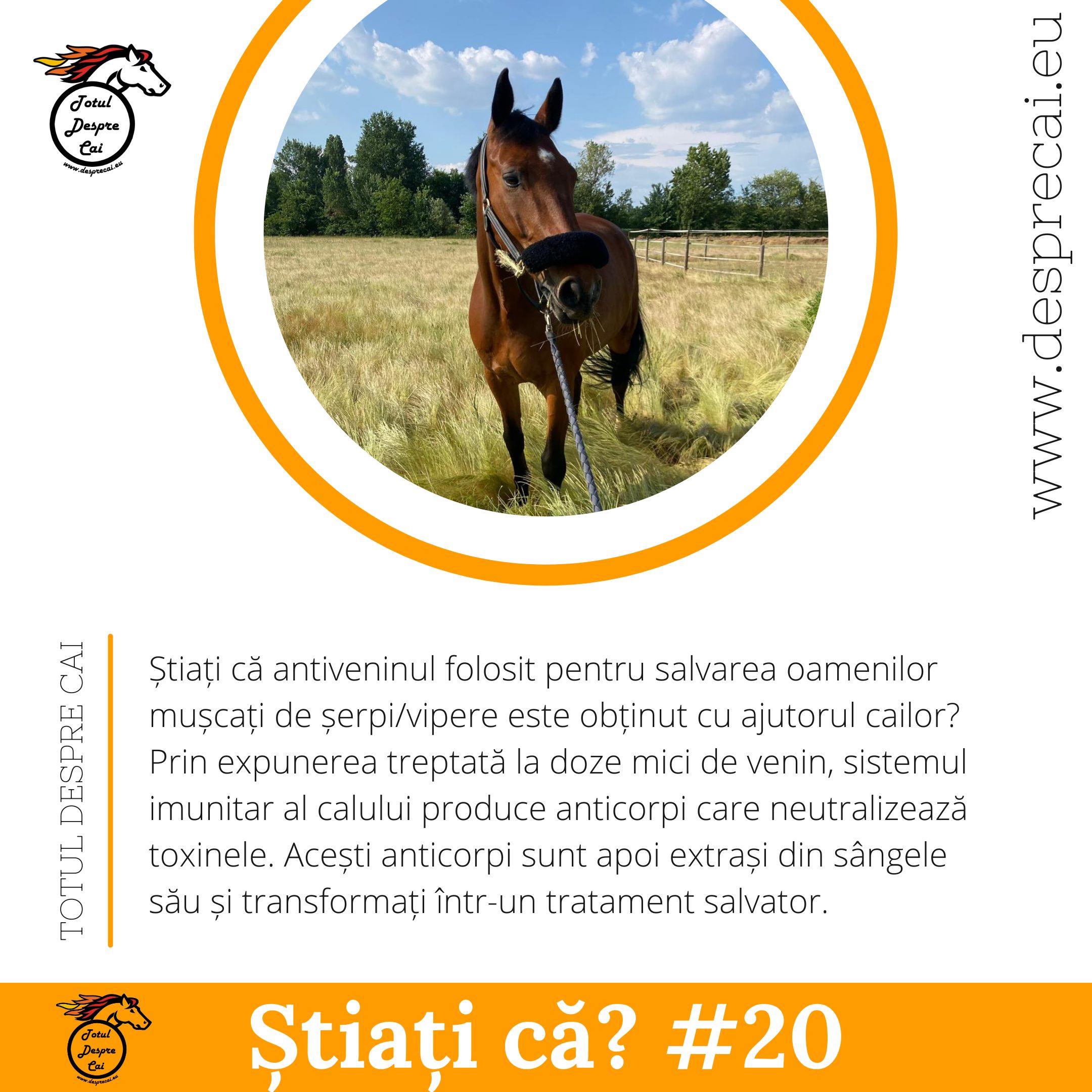 antivenin