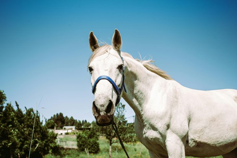 A striking close-up of a white horse with a blue bridle on a sunny day. Perfect for animal lovers.