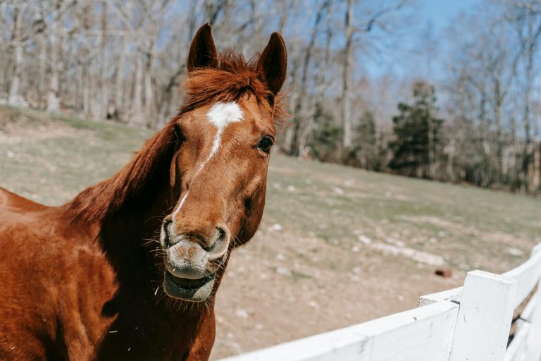 A vibrant close-up photo of a horse in a sunny outdoor paddock with a white fence.
