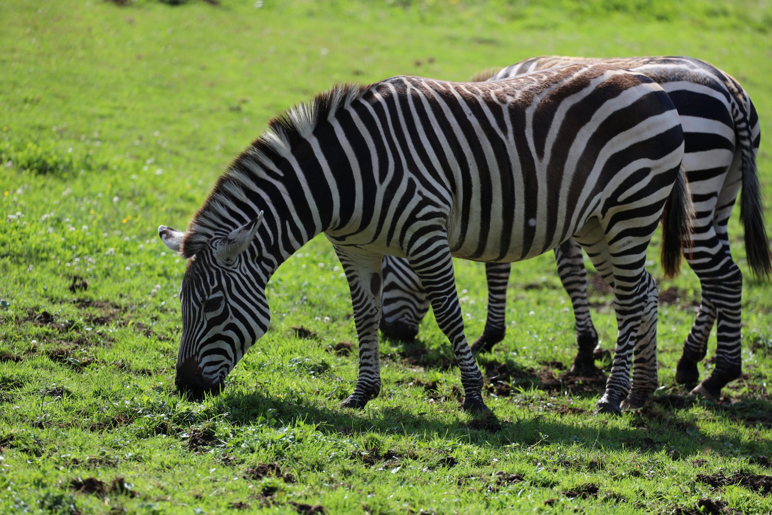 A serene scene of zebras grazing in a lush green grassland during the day.