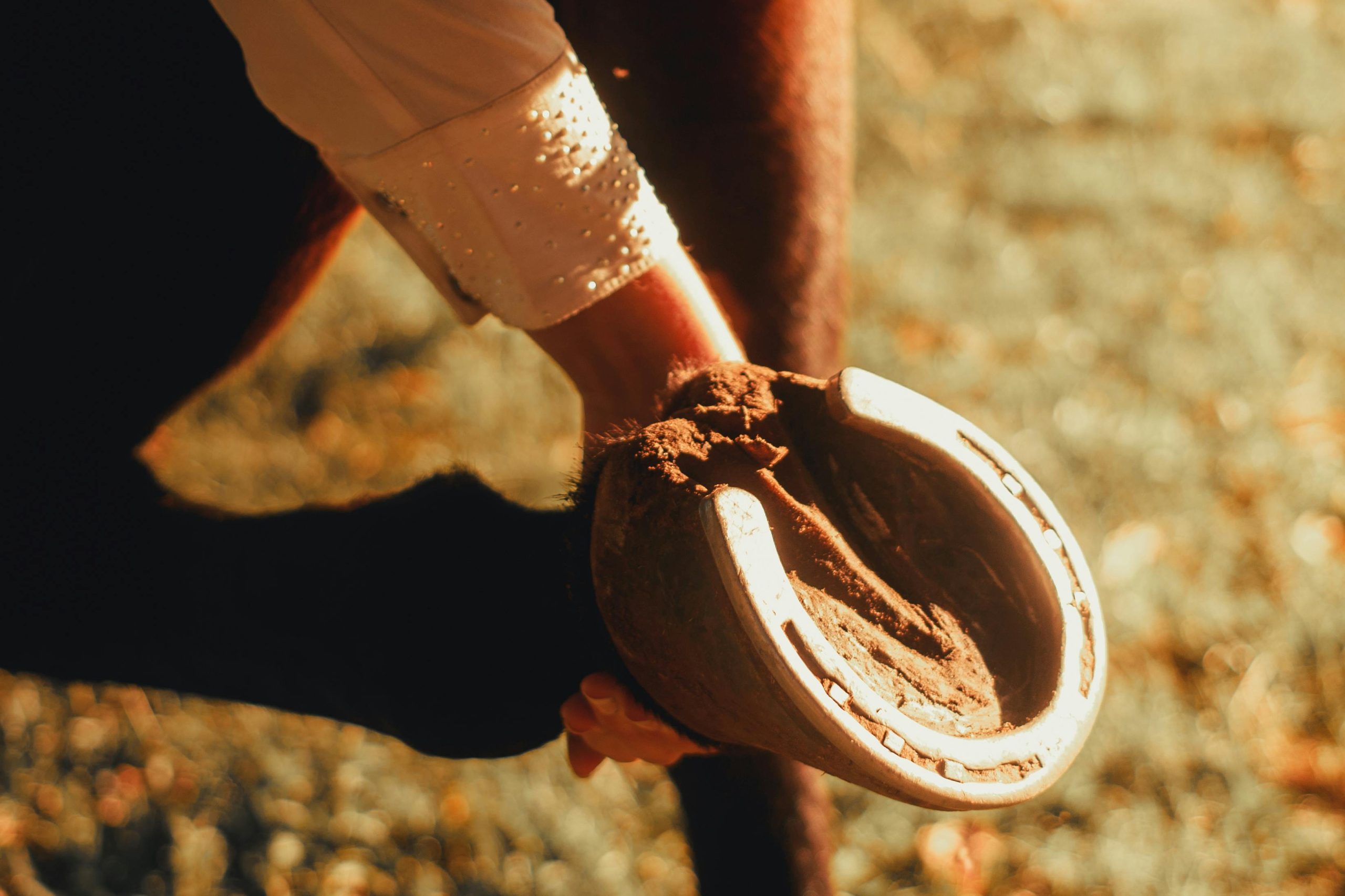 Îngrijirea zilnică a copitelor A person cleaning a horse's hoof with visible horseshoe, captured in warm sunlight.
