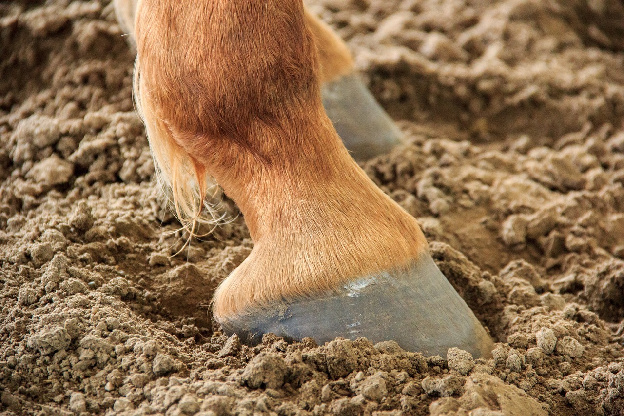 hoof, horse, animal, workhorse, strong, nature, foot, close up, soil, ground