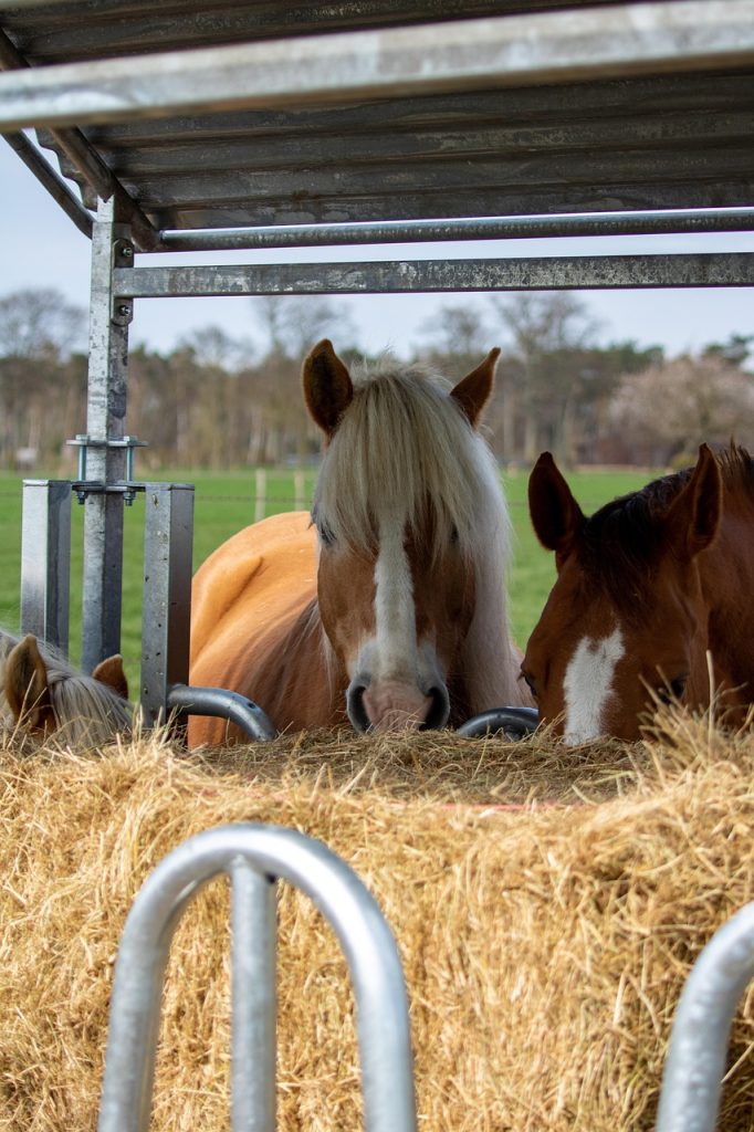 horses, haflinger, hay, nature, food, animals, equine, mammals, haystack, feeding, farm