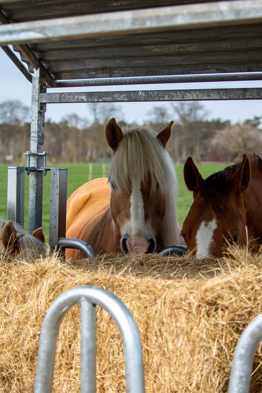 horses, haflinger, hay, nature, food, animals, equine, mammals, haystack, feeding, farm