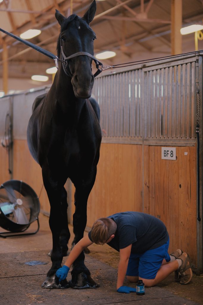 pexels-photo-19906588-19906588 Farrier kneeling while trimming the hooves of a black horse in a stable.