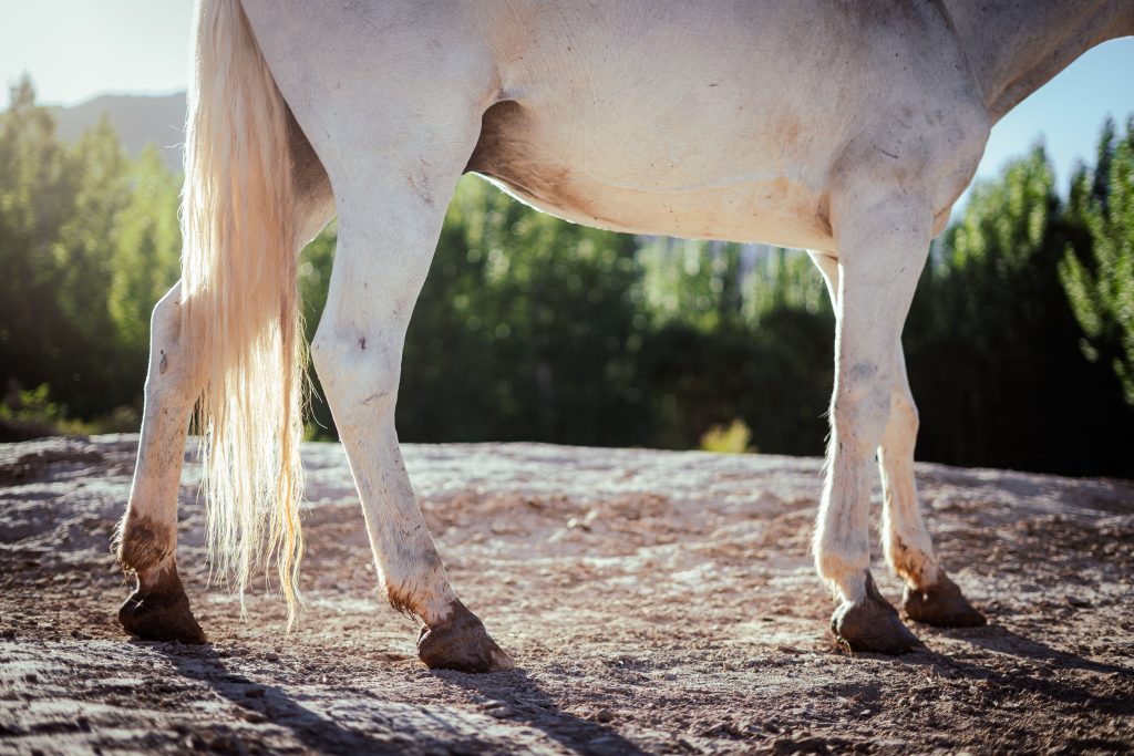 pexels-photo-30803615-30803615 Close-up of a white horse in the countryside of Uspallata, Mendoza, Argentina.