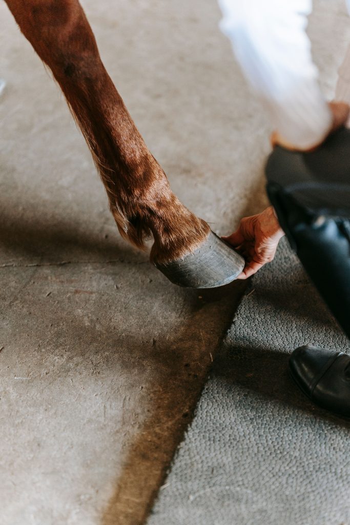 A detailed view of a horse's hoof being checked by a person in casual attire.