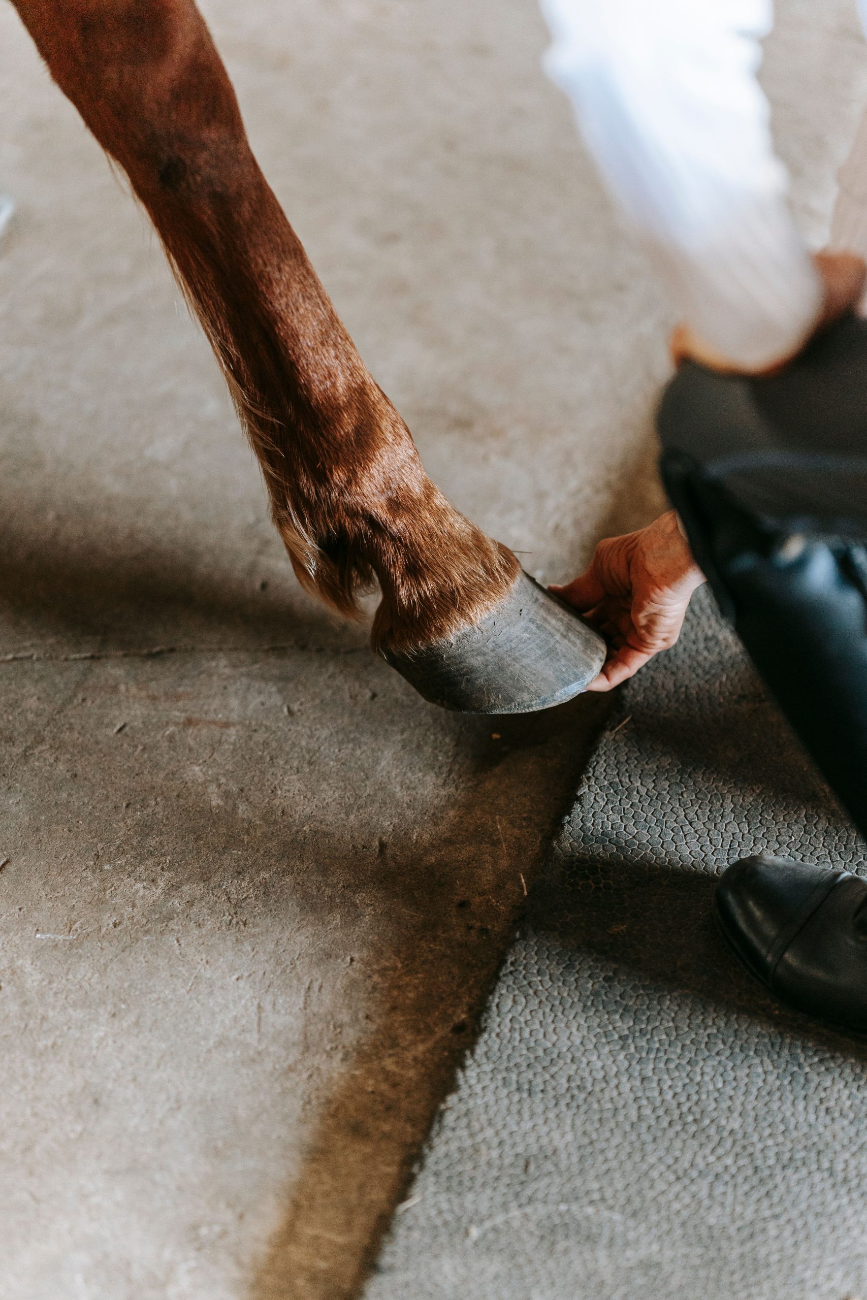 A detailed view of a horse's hoof being checked by a person in casual attire.