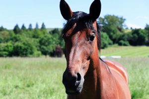 A beautiful horse in a green pasture with trees and blue sky.