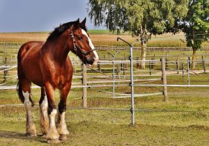 shire horse, horse, big horse, horse riding, riding stable, coupling, nature, meadow, animal, wildlife