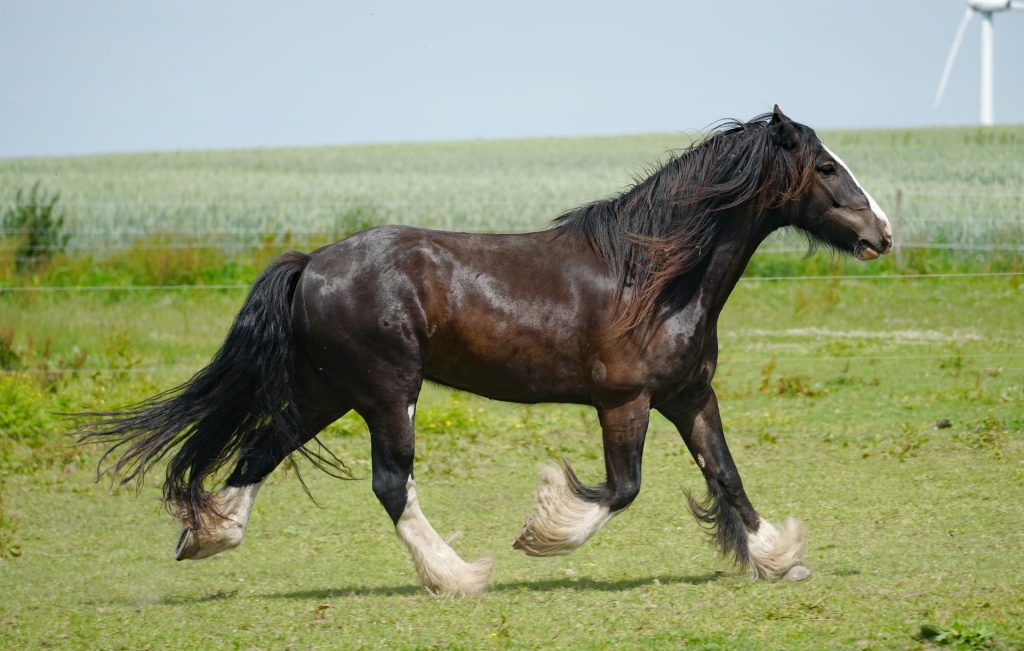 karsten_madsen-horse-6369401_1920